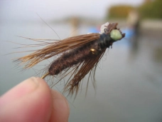 Wings and snout Wings and snout