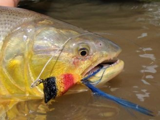 Deer hair popper Deer hair popper