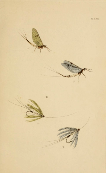Entomology Entomology