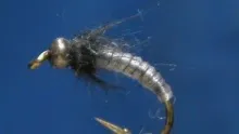 Video thumb for Cat Gut Larva