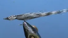 Video thumb for Fisheadz Minnow