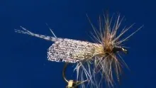 Video thumb for Web Wing Henryville Special