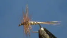 Video thumb for Blue Fox