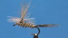 Video thumb for Gold Ribbed Hare's Ear