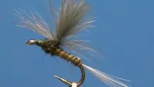 Video thumb for Parachute Biot BWO