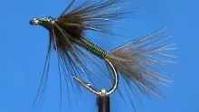 Video thumb for Olive Copper Sparrow