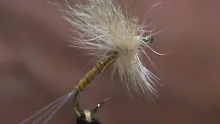 Video thumb for Quill Body Sulpher