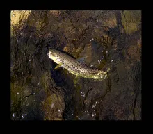 User submitted picture: Trout