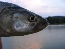 User submitted picture: Little Asp