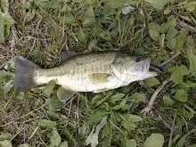 User submitted picture: black bass
