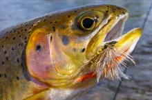 User submitted picture: Rock Creek cutthroat trou...