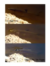 User submitted picture: Taking the fly