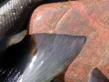 User submitted picture: Tails of three smaller se...