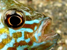 User submitted picture: War paintings