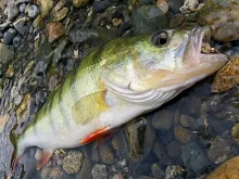 User submitted picture: Perch with a little nymph...