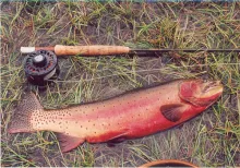 User submitted picture: Native Colorado Greenback...