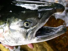 User submitted picture: Silver Salmon Head