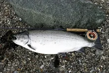 User submitted picture: Massive Danish sea trout....