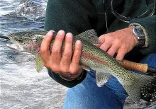 User submitted picture: Nice, colored rainbow tro...