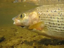 User submitted picture: Catching His Breath After...