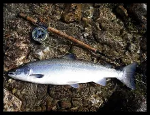 User submitted picture: 83cm nice salmon and tool...