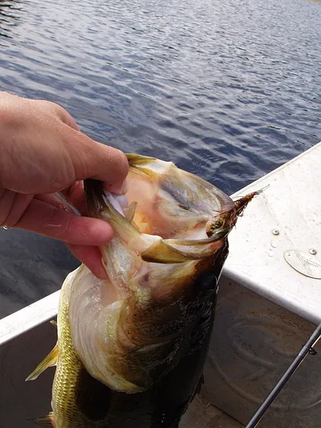 User submitted picture: largemouth bass