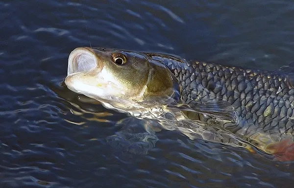 User submitted picture: Chub!