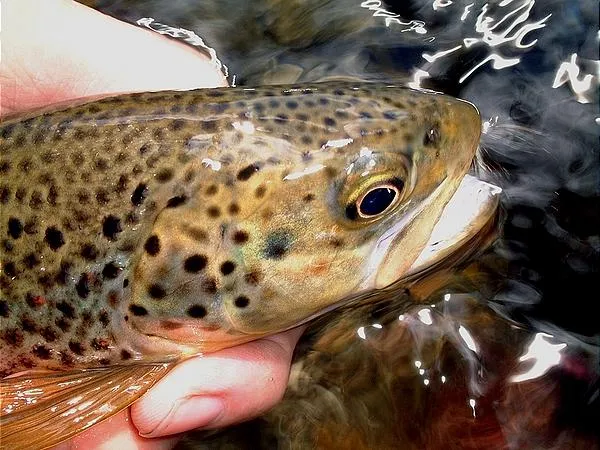 User submitted picture: Brown trout from the Quil...