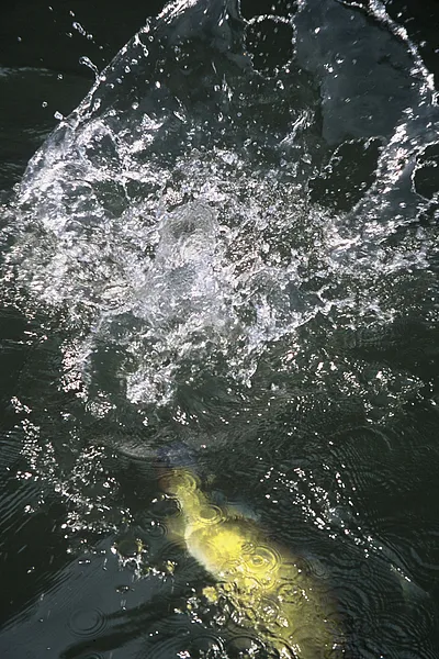 User submitted picture: Peacock Bass.
While fish...