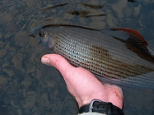 User submitted picture: Another Midge Victim