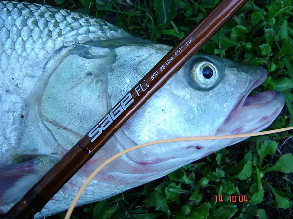 User submitted picture: This is a nice Asp (Aspiu...