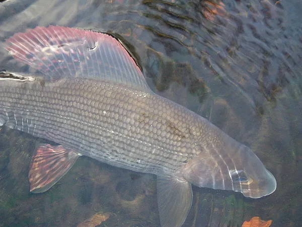 User submitted picture: returning a grayling