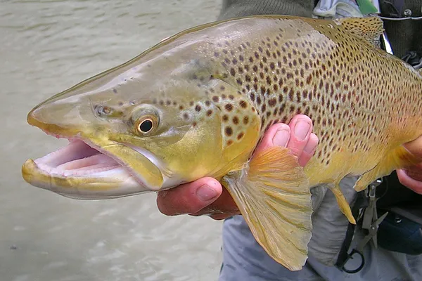 User submitted picture: NZ trout have large fins ...
