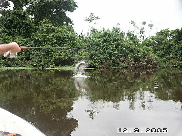 User submitted picture: tarpon trying to get off ...