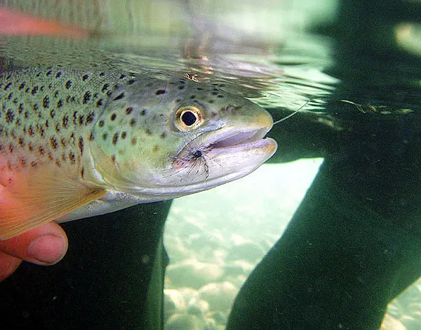 User submitted picture: Trout taken on a soft hac...