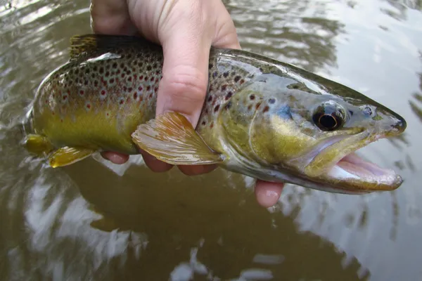 User submitted picture: Native Brown