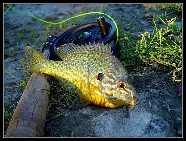 User submitted picture: A little sunfish reminds ...