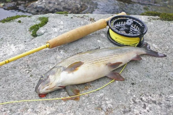 User submitted picture: Grayling from The Gimrive...