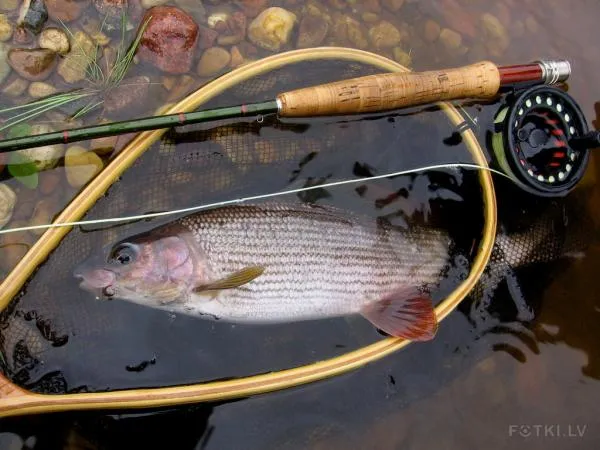 User submitted picture: grayling time!
