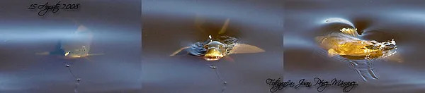 User submitted picture: Taking the fly